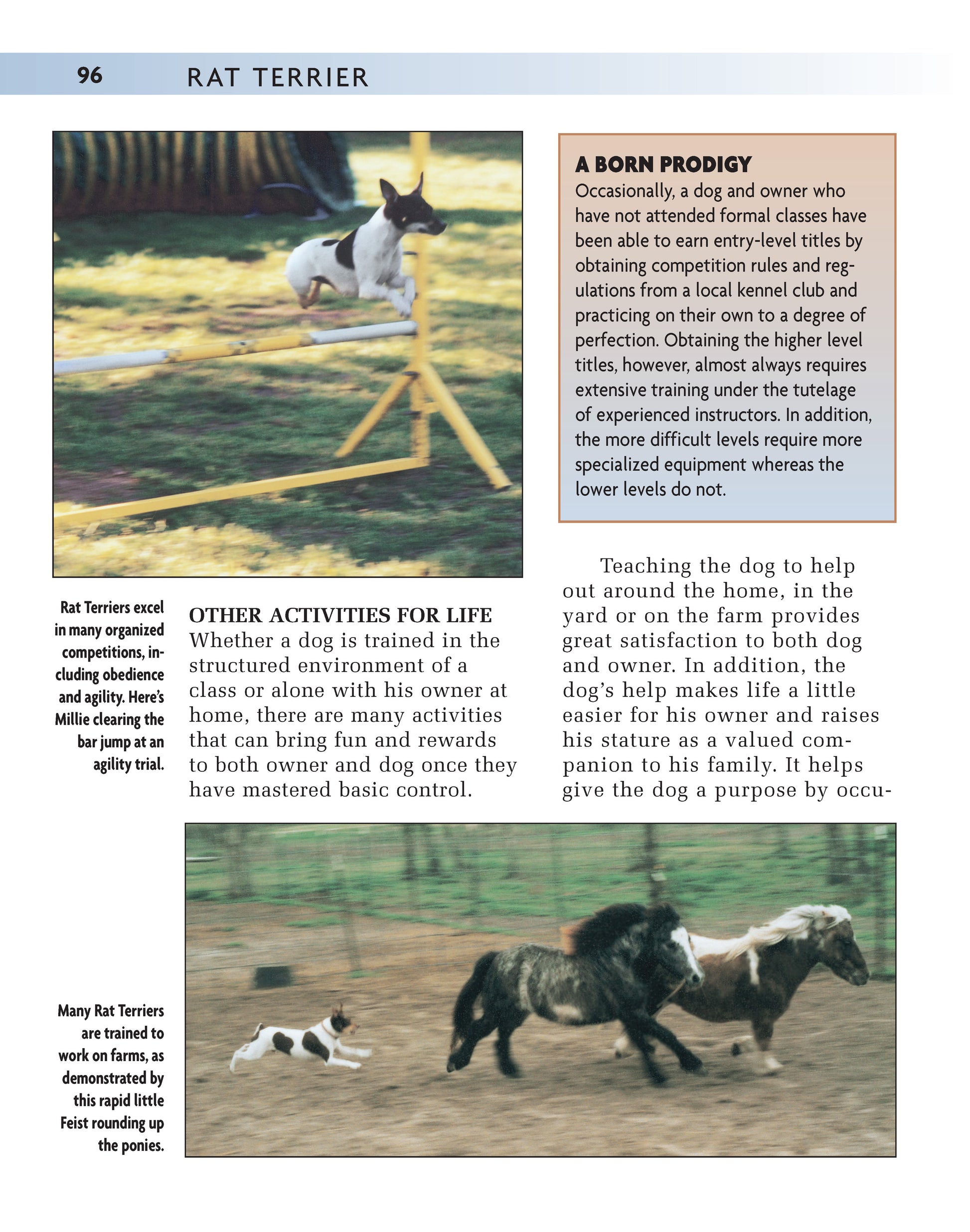 Rat Terrier (PB) - Fox Chapel Publishing Co.