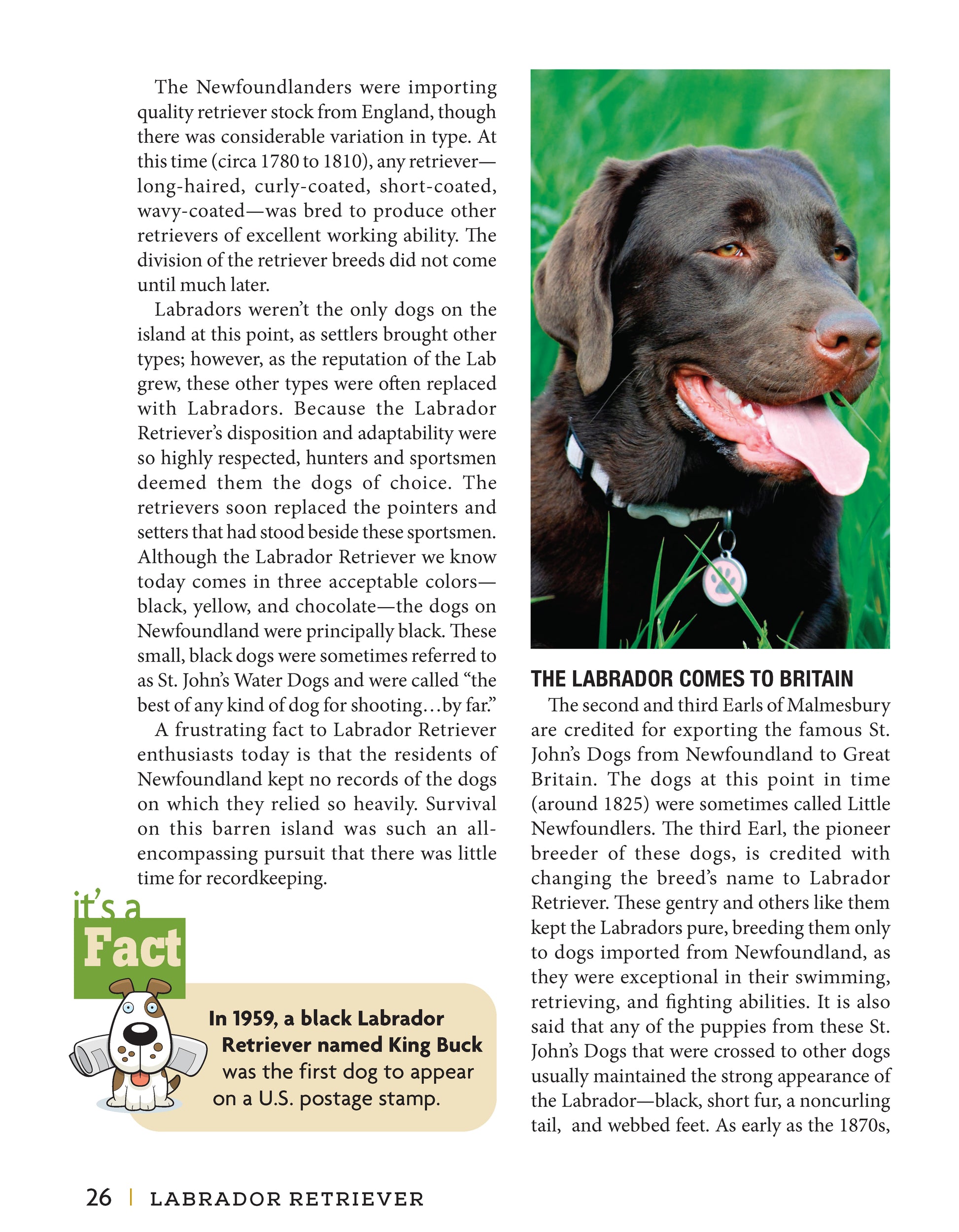Labrador Retriever - Fox Chapel Publishing Co.