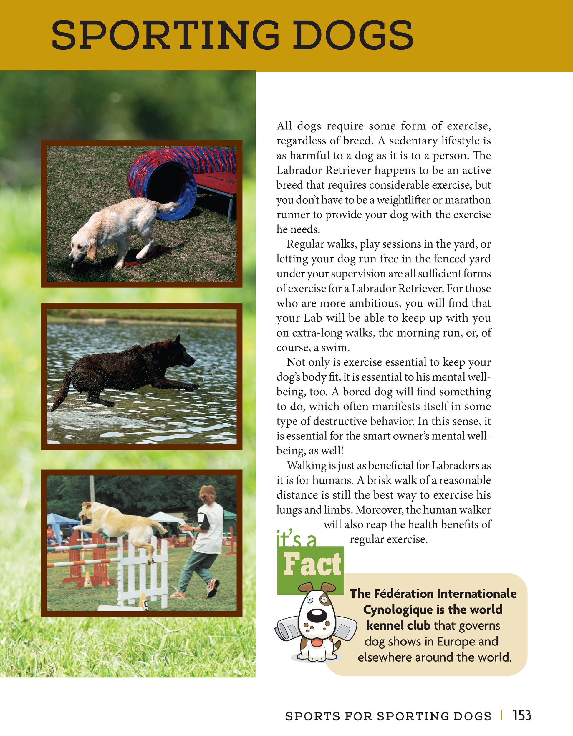 Labrador Retriever - Fox Chapel Publishing Co.