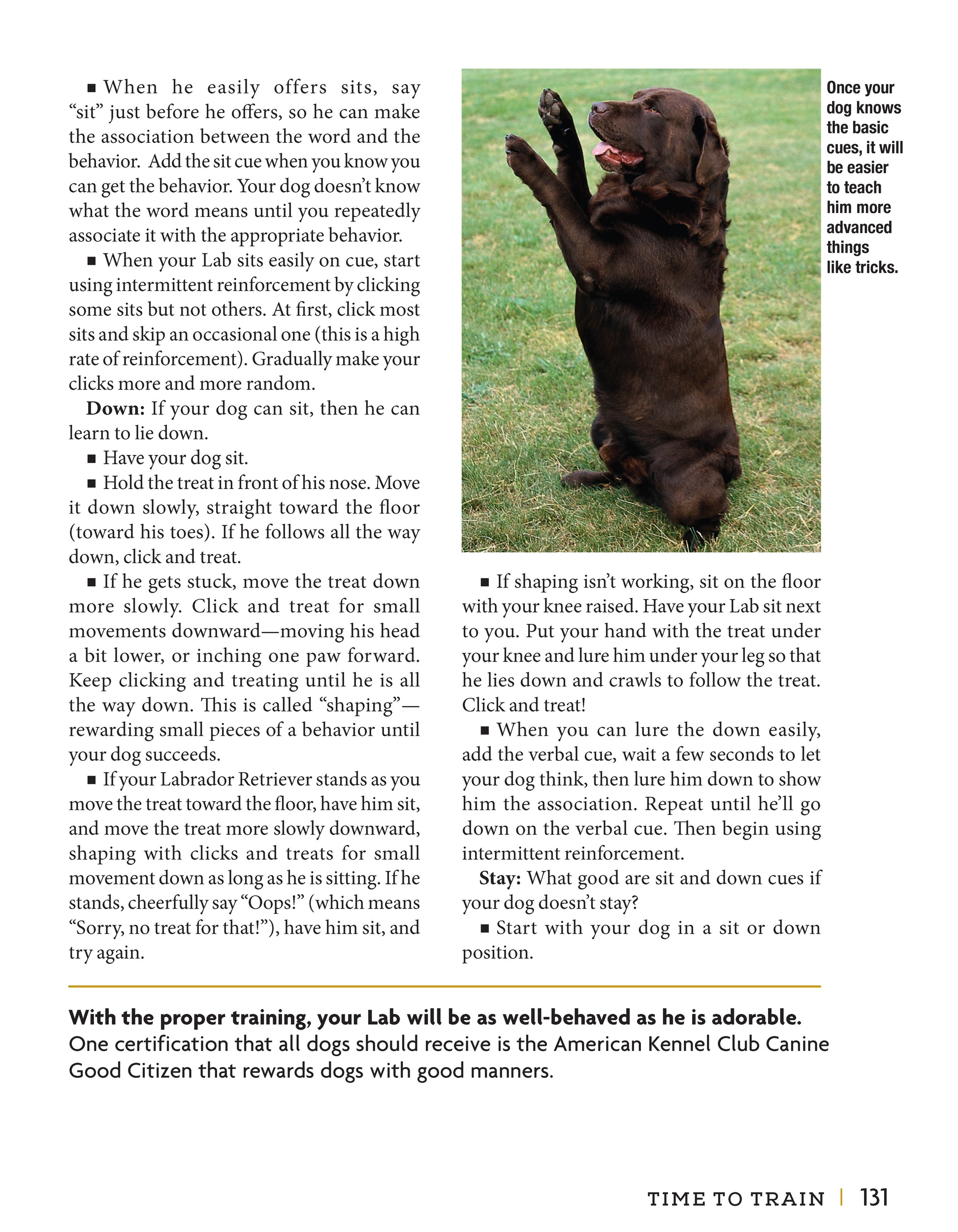 Labrador Retriever - Fox Chapel Publishing Co.