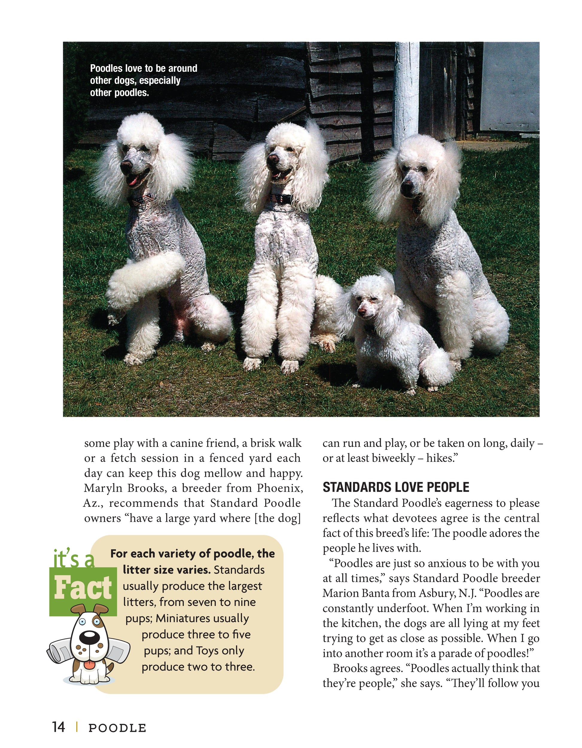 Poodle - Fox Chapel Publishing Co.