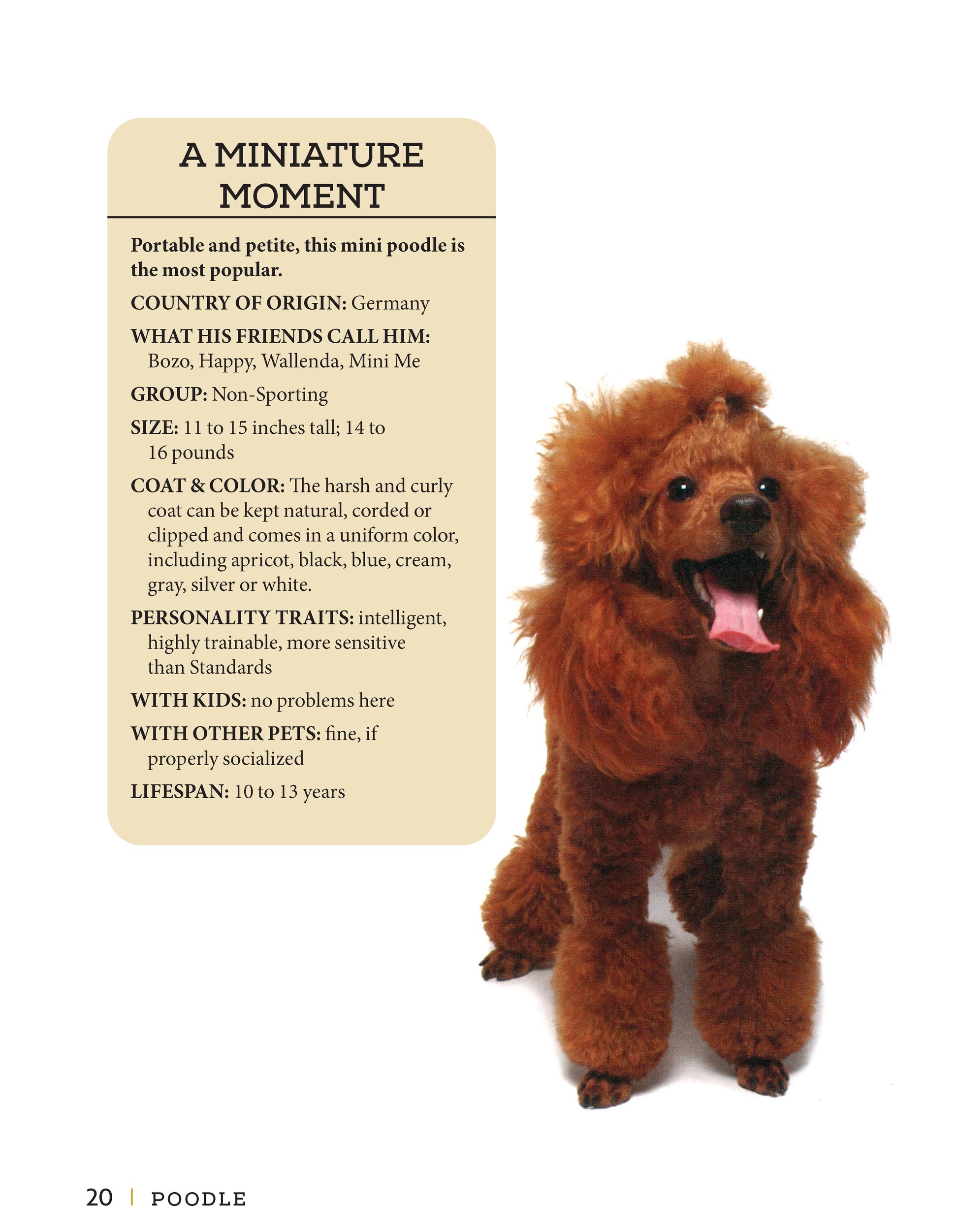 Poodle - Fox Chapel Publishing Co.