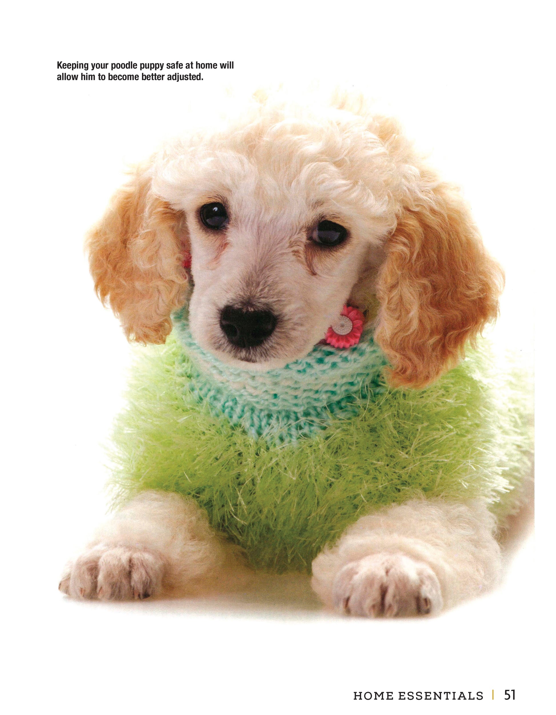 Poodle - Fox Chapel Publishing Co.