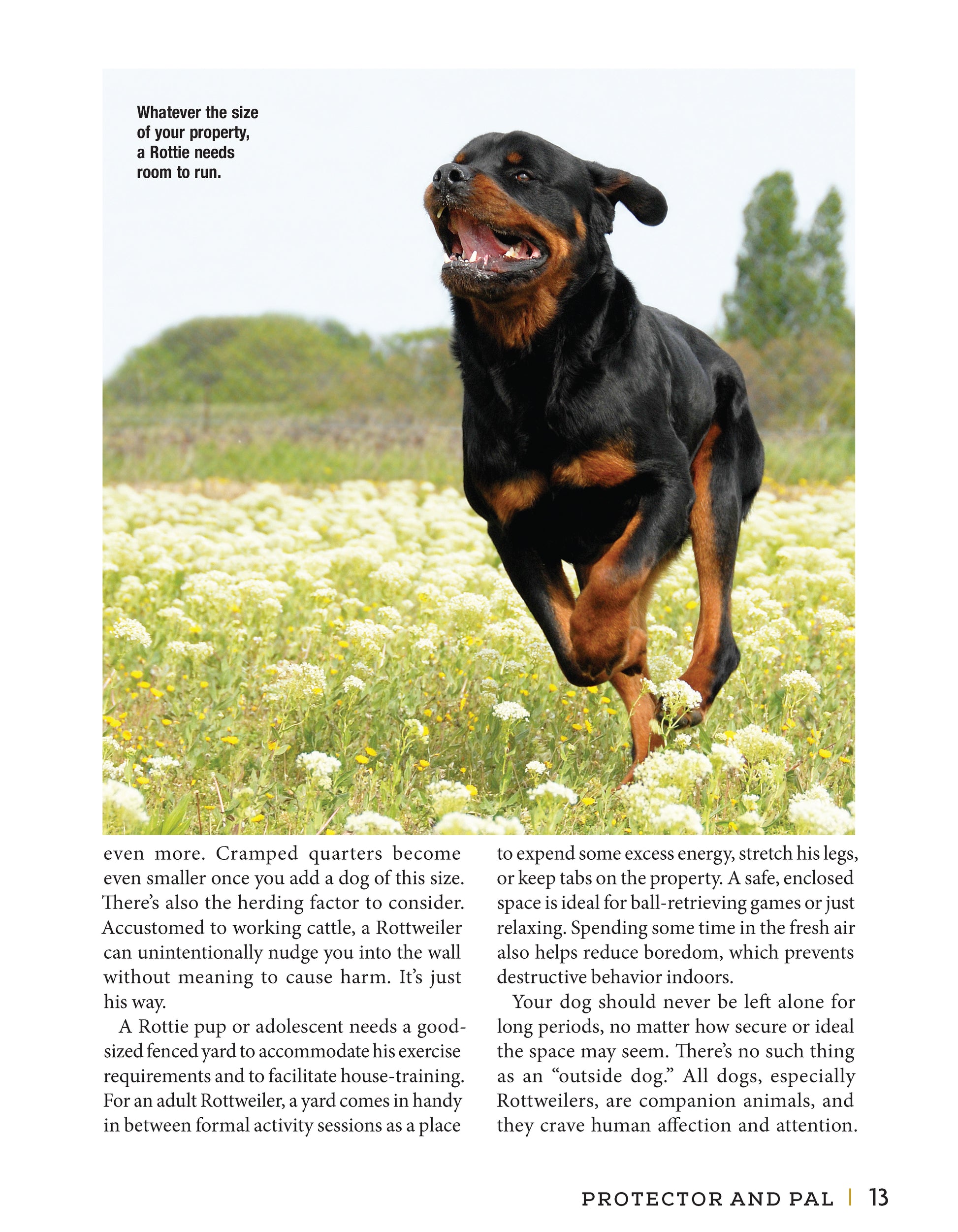 Rottweiler - Fox Chapel Publishing Co.
