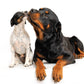 Rottweiler - Fox Chapel Publishing Co.