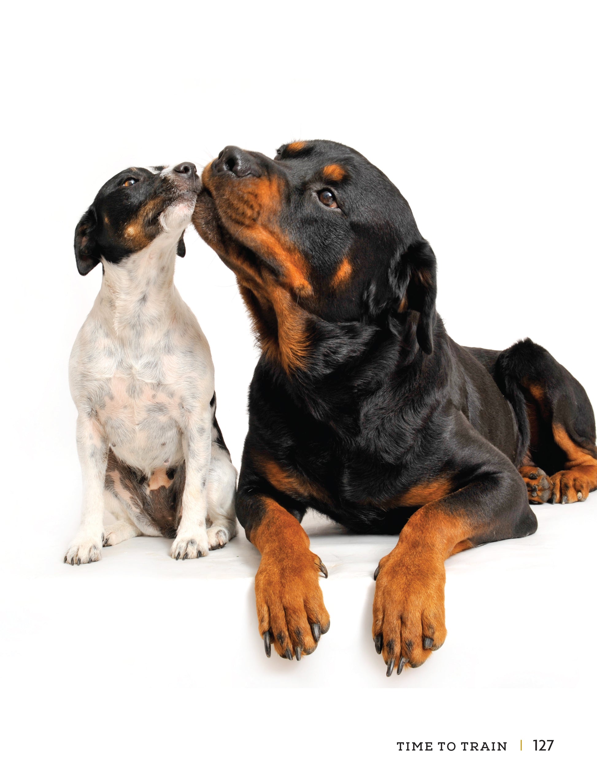 Rottweiler - Fox Chapel Publishing Co.