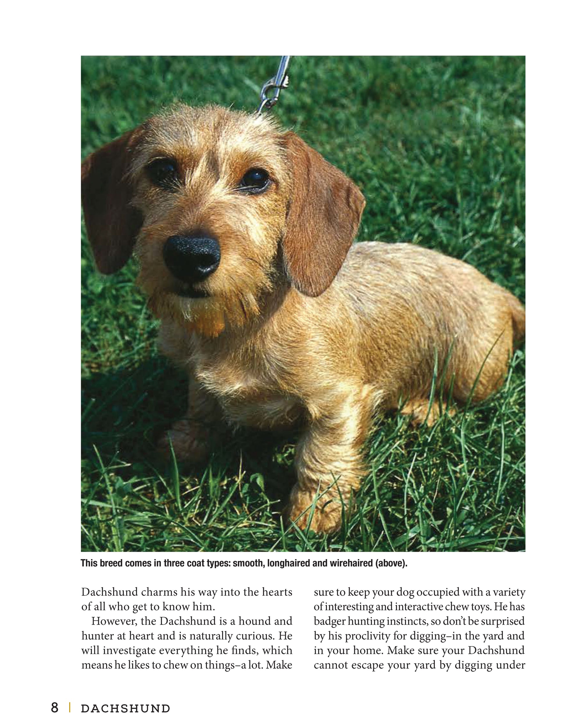 Dachshund - Fox Chapel Publishing Co.