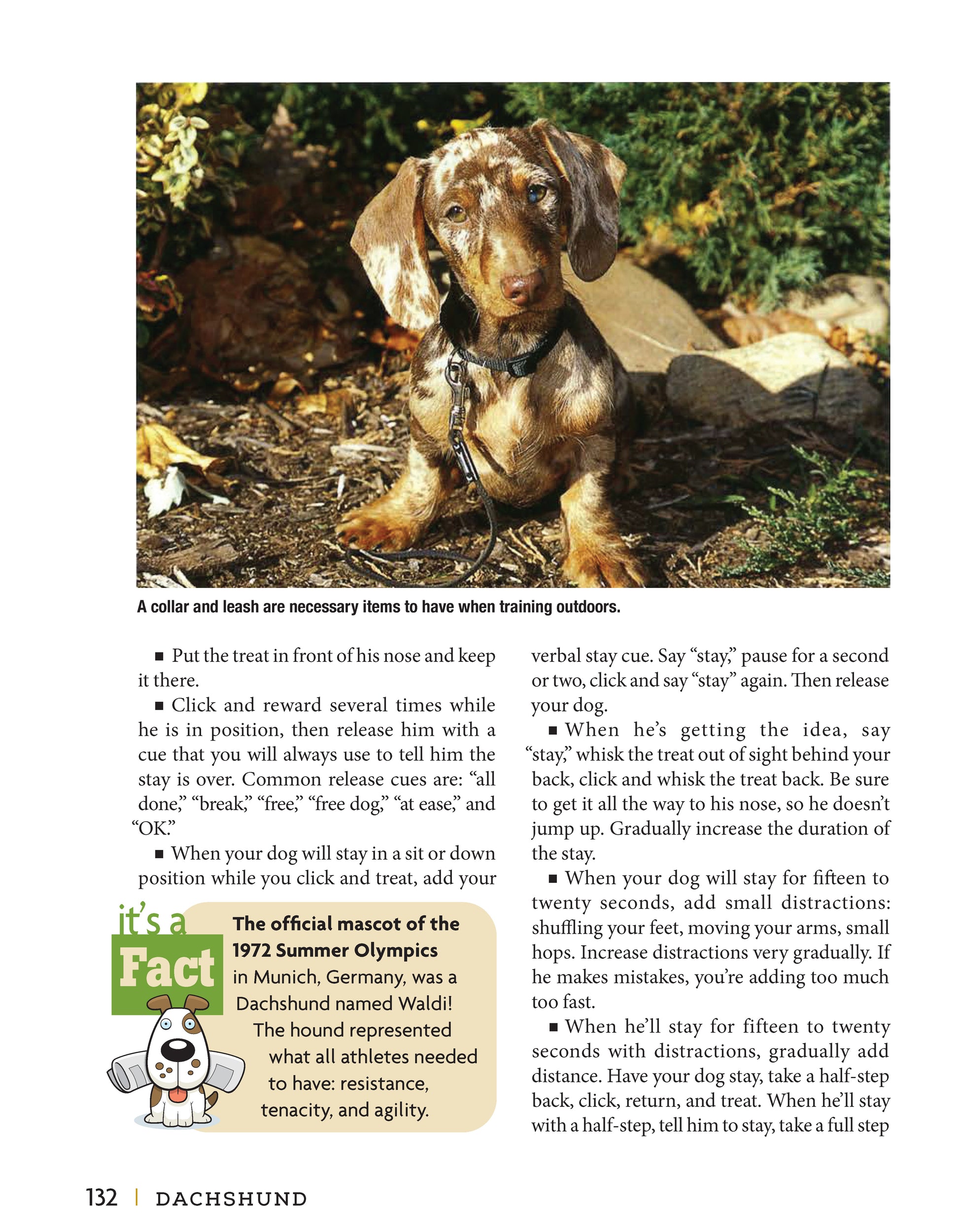 Dachshund - Fox Chapel Publishing Co.