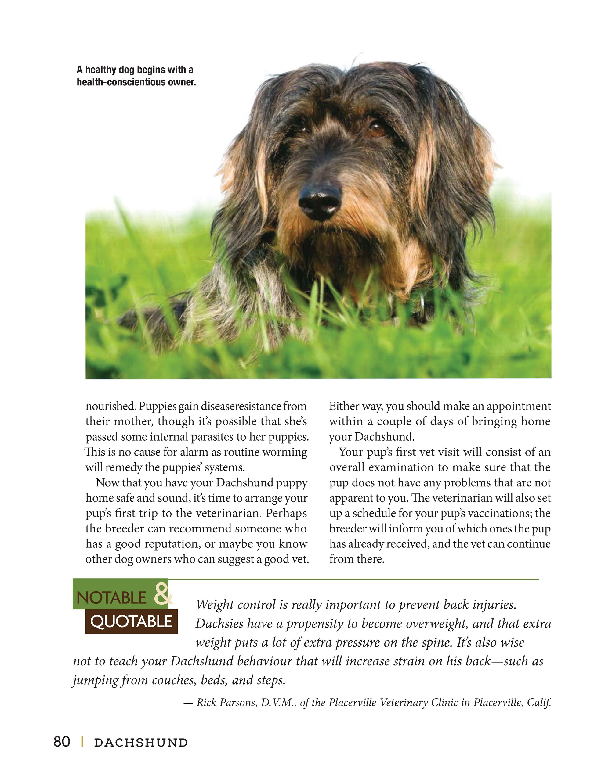 Dachshund - Fox Chapel Publishing Co.