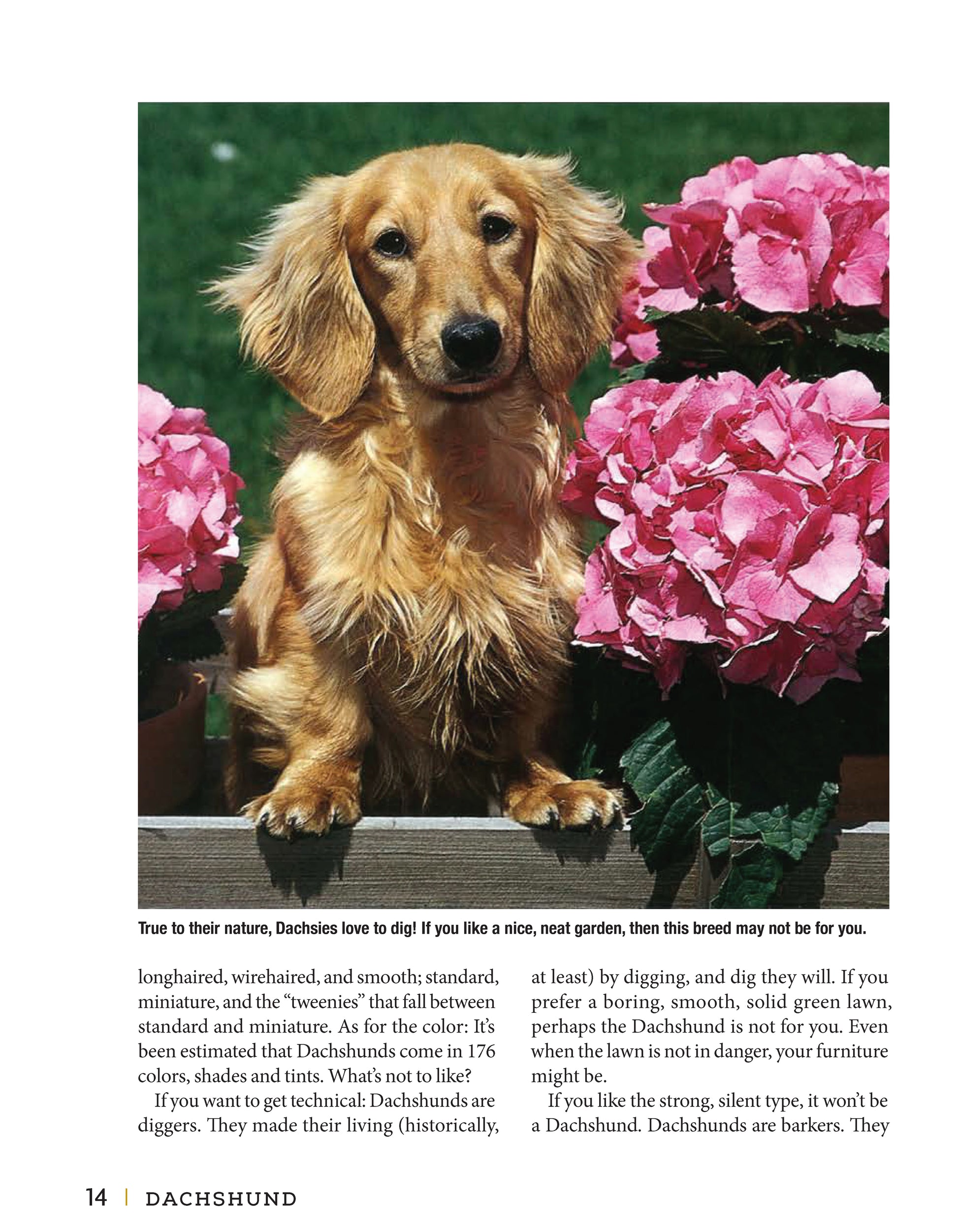 Dachshund - Fox Chapel Publishing Co.