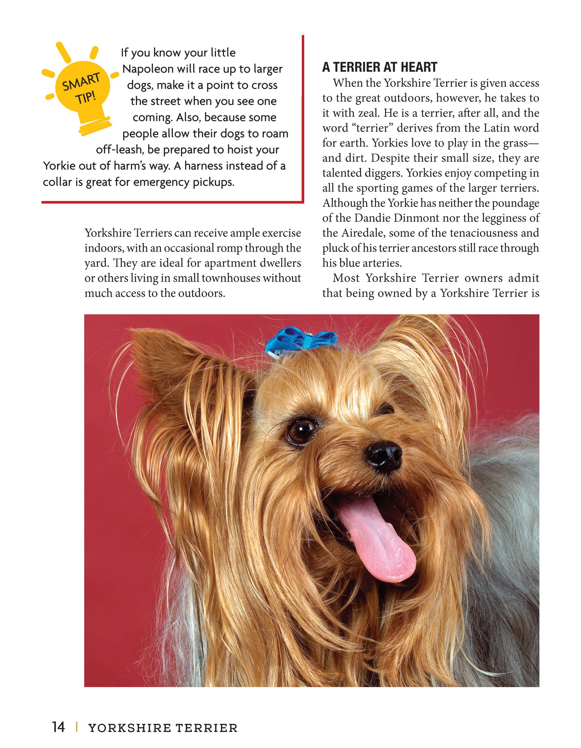 Yorkshire Terrier - Fox Chapel Publishing Co.