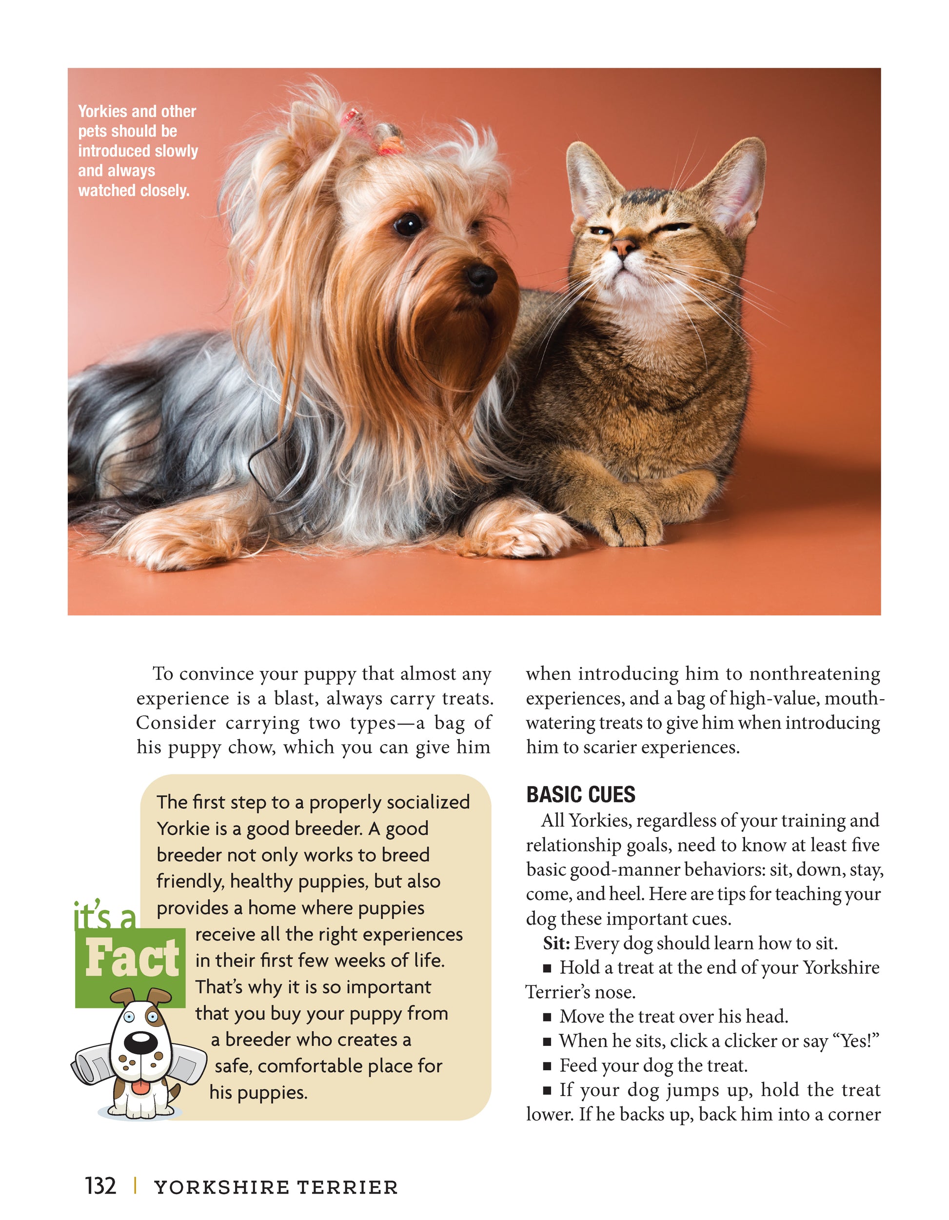 Yorkshire Terrier - Fox Chapel Publishing Co.