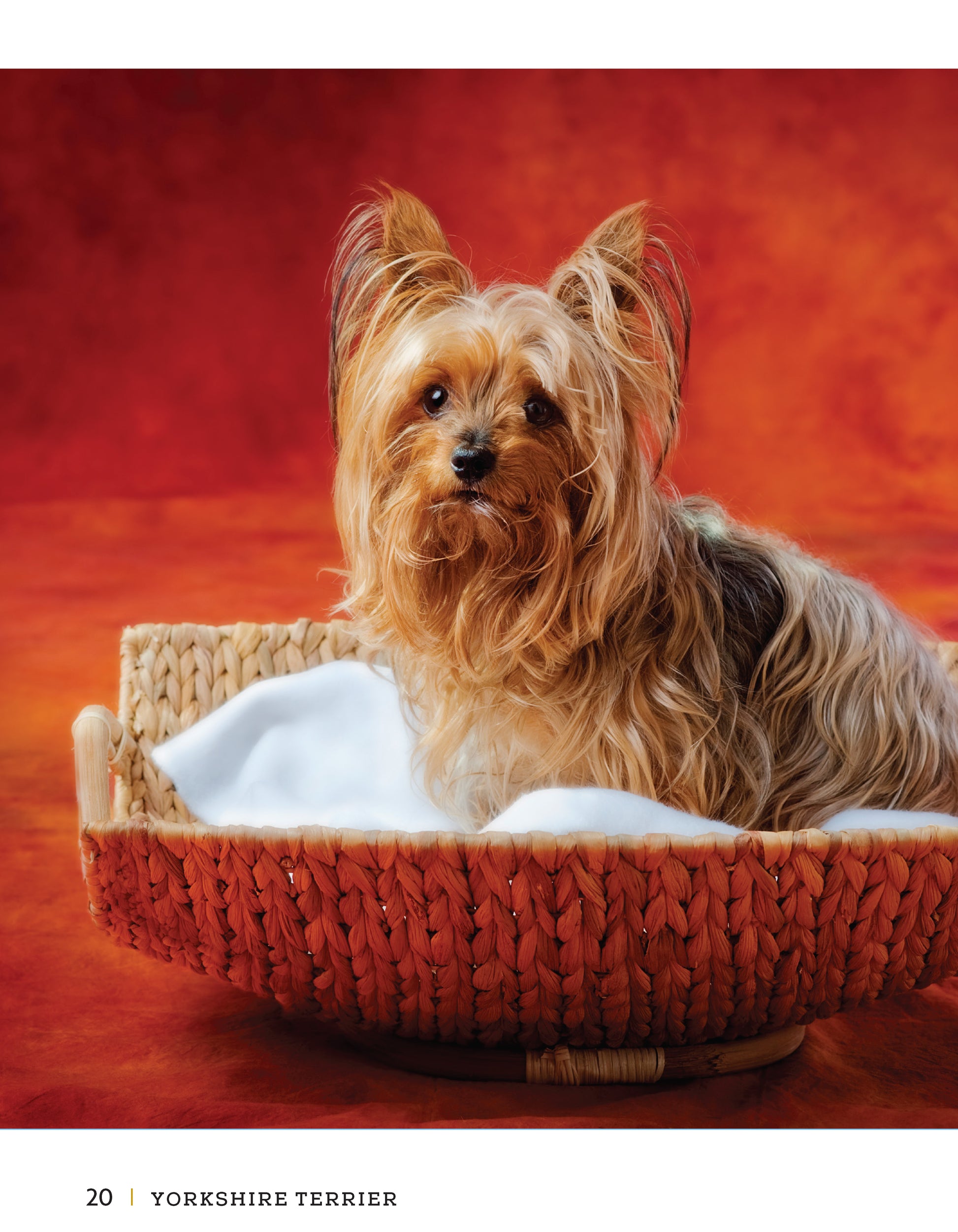 Yorkshire Terrier - Fox Chapel Publishing Co.