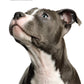 American Pit Bull Terrier