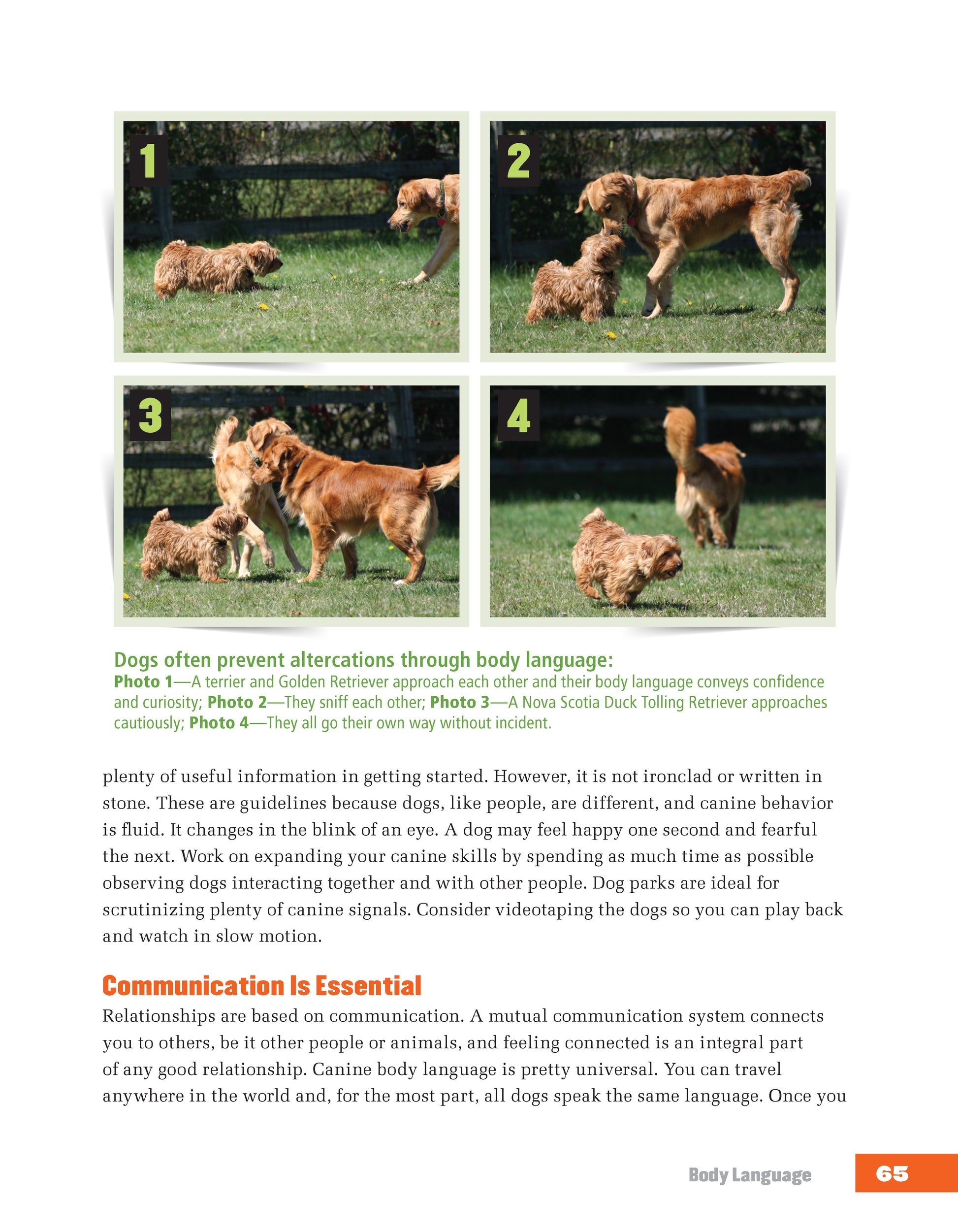 Rescued Dog Problem Solver - Fox Chapel Publishing Co.