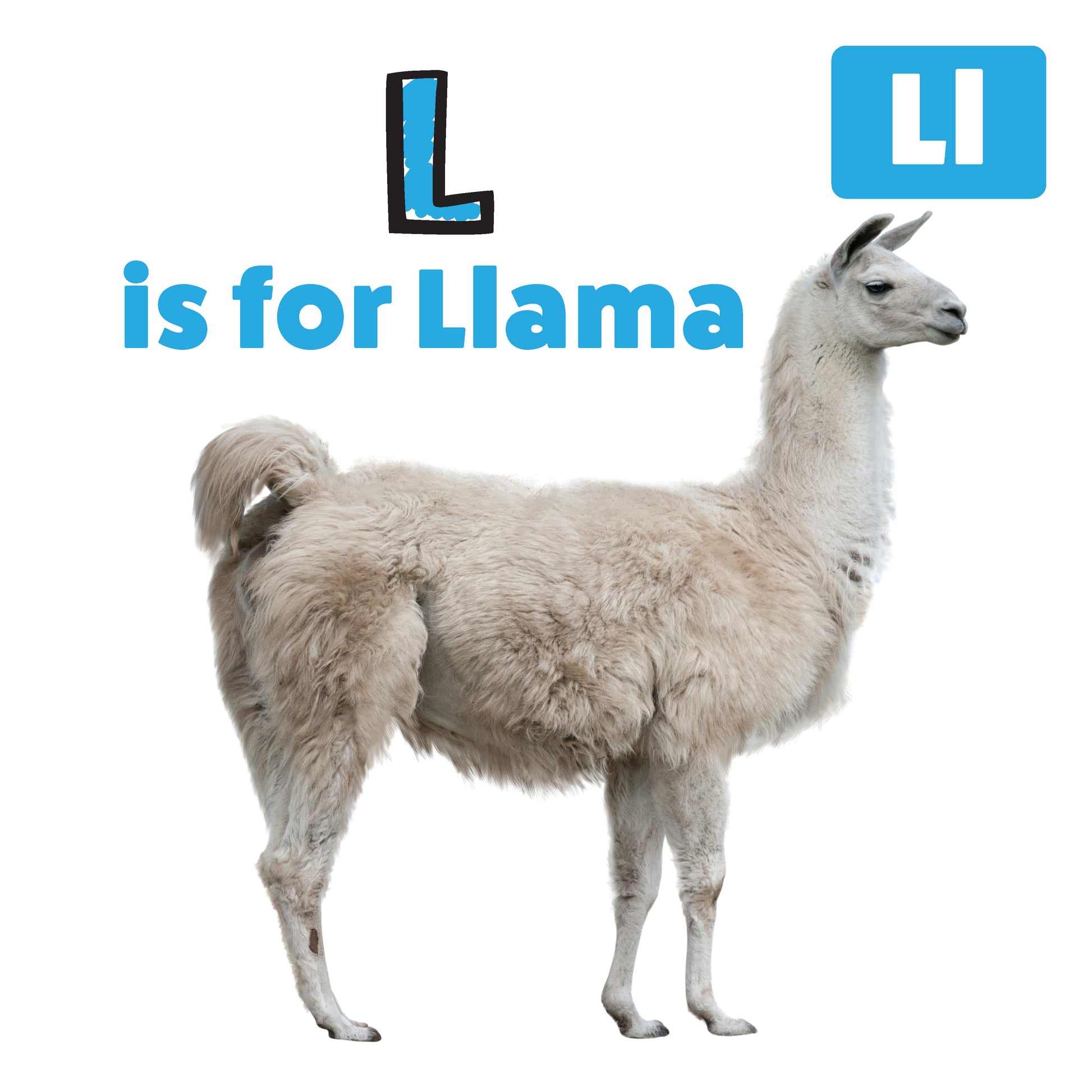 My First ABC Animal Book - Fox Chapel Publishing Co.