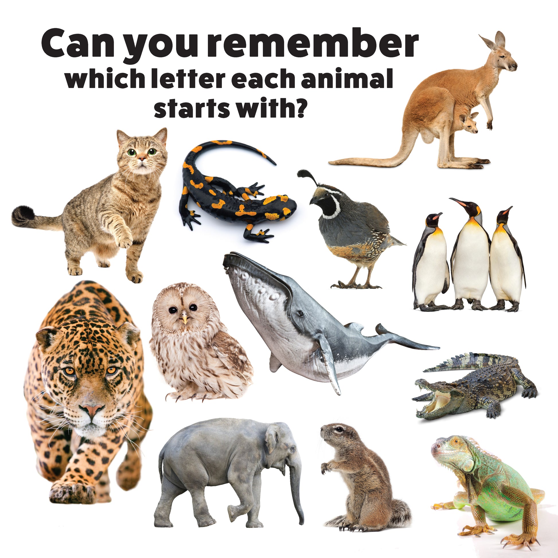 My First ABC Animal Book - Fox Chapel Publishing Co.