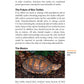 The Box Turtle Manual