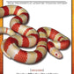 Milksnakes