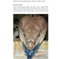 Blue-Tongued Skinks