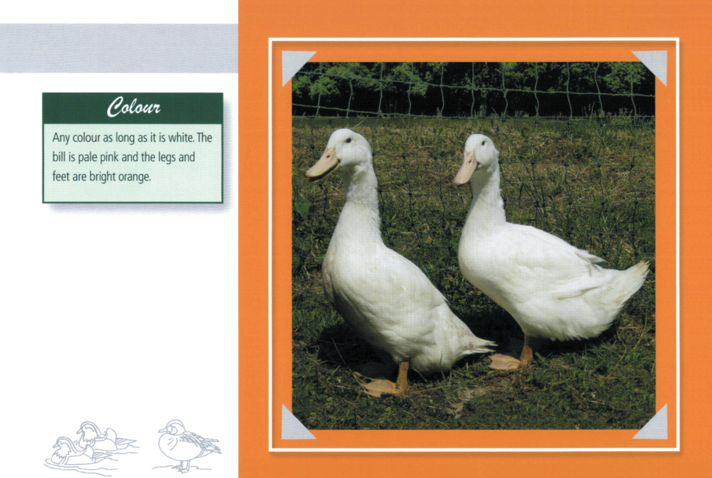Know Your Ducks