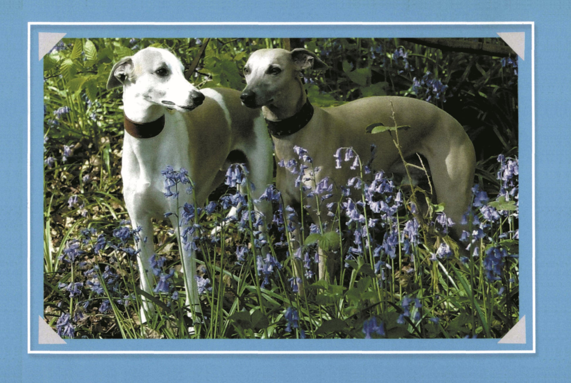 Know Your Dogs - Fox Chapel Publishing Co.