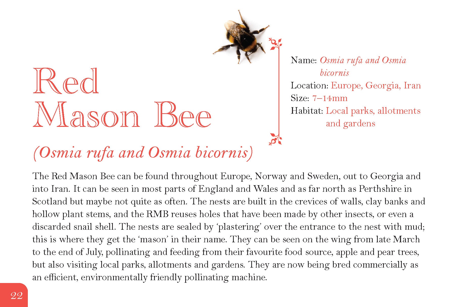 Know Your Bees - Fox Chapel Publishing Co.