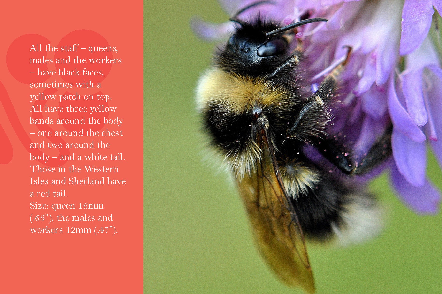 Know Your Bees - Fox Chapel Publishing Co.