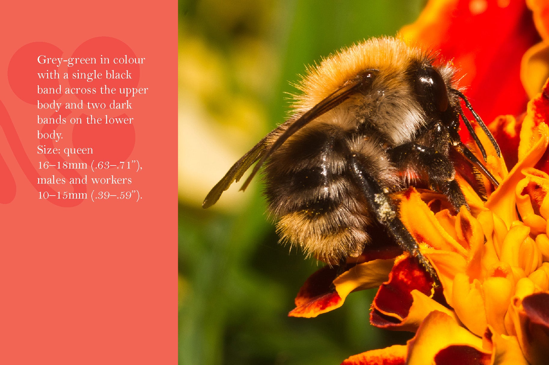 Know Your Bees - Fox Chapel Publishing Co.