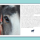 Training Secrets for Rescued Dogs