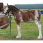 Training Secrets for Rescued Dogs