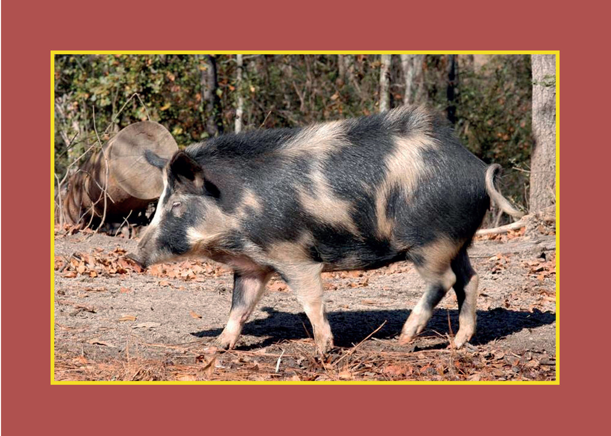 Know Your Pigs