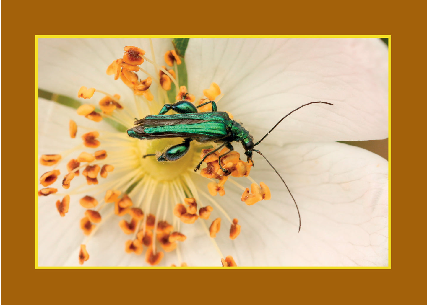Know Your Pollinators