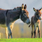 Know Your Donkeys & Mules