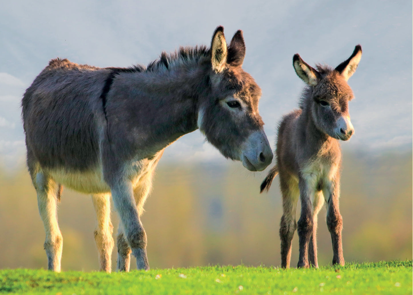 Know Your Donkeys & Mules