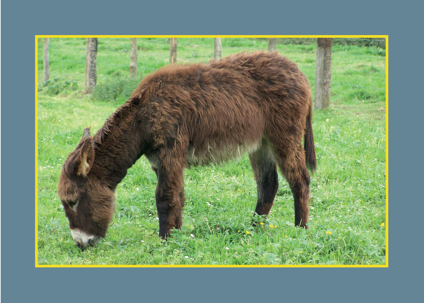 Know Your Donkeys & Mules