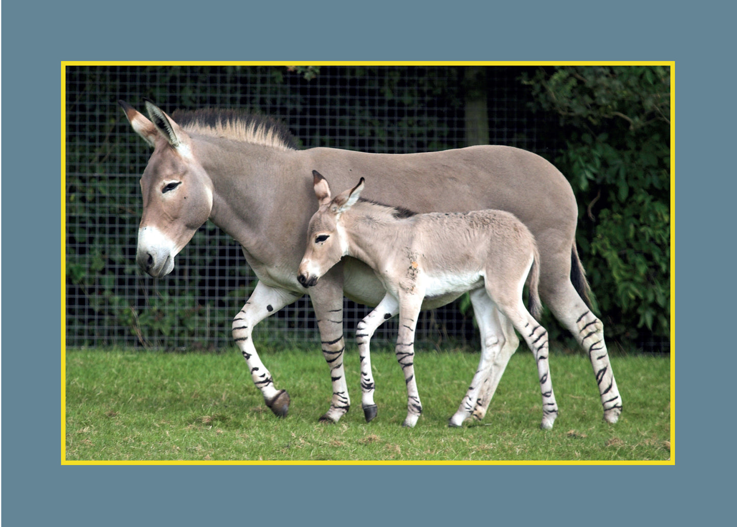 Know Your Donkeys & Mules