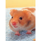 Complete Care Made Easy, Hamsters