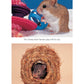 Complete Care Made Easy, Hamsters