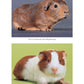 Guinea Pigs