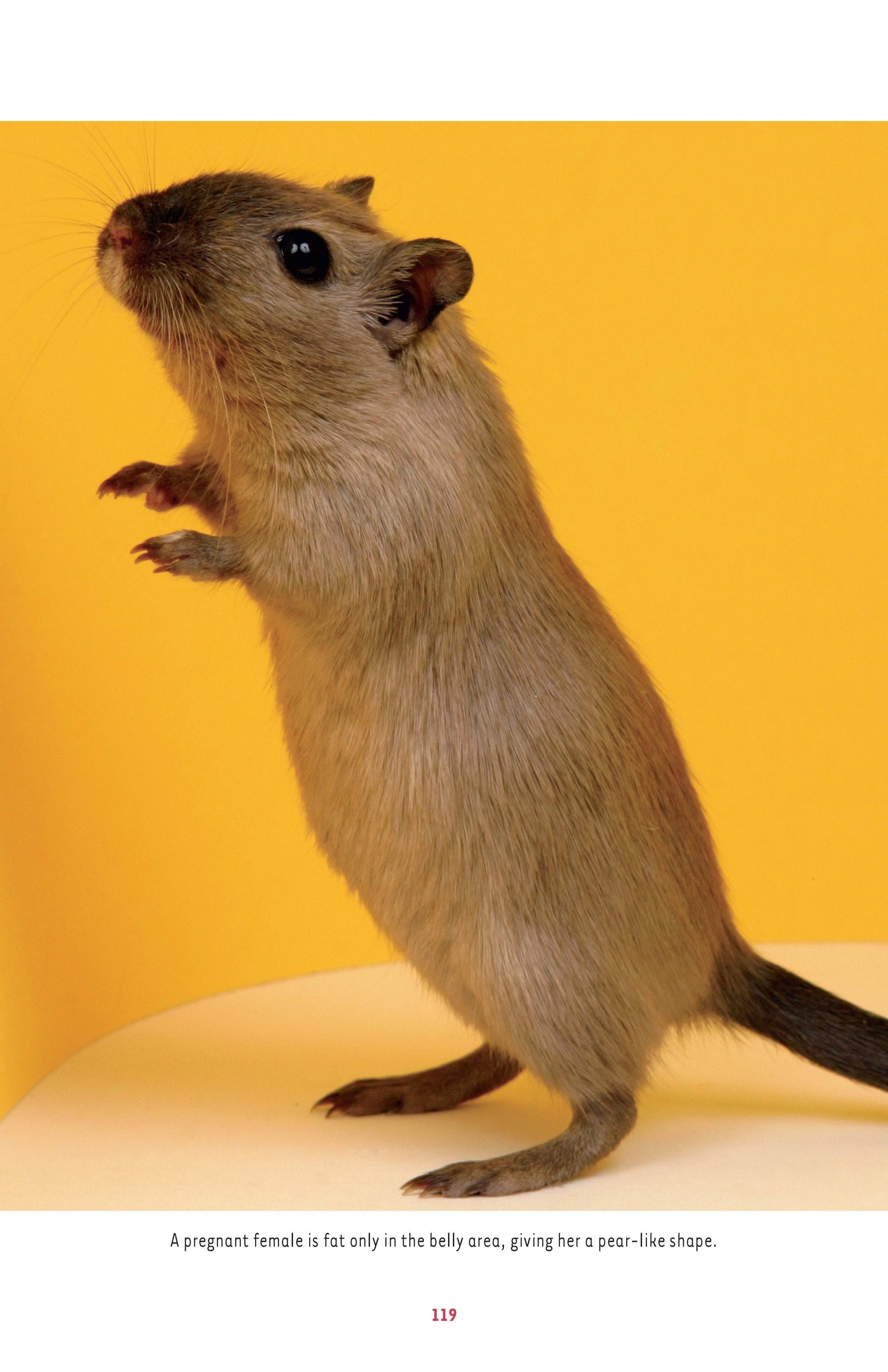Gerbil Rodents Gerbils For Sale 5+ Hundred Mongolian Gerbils