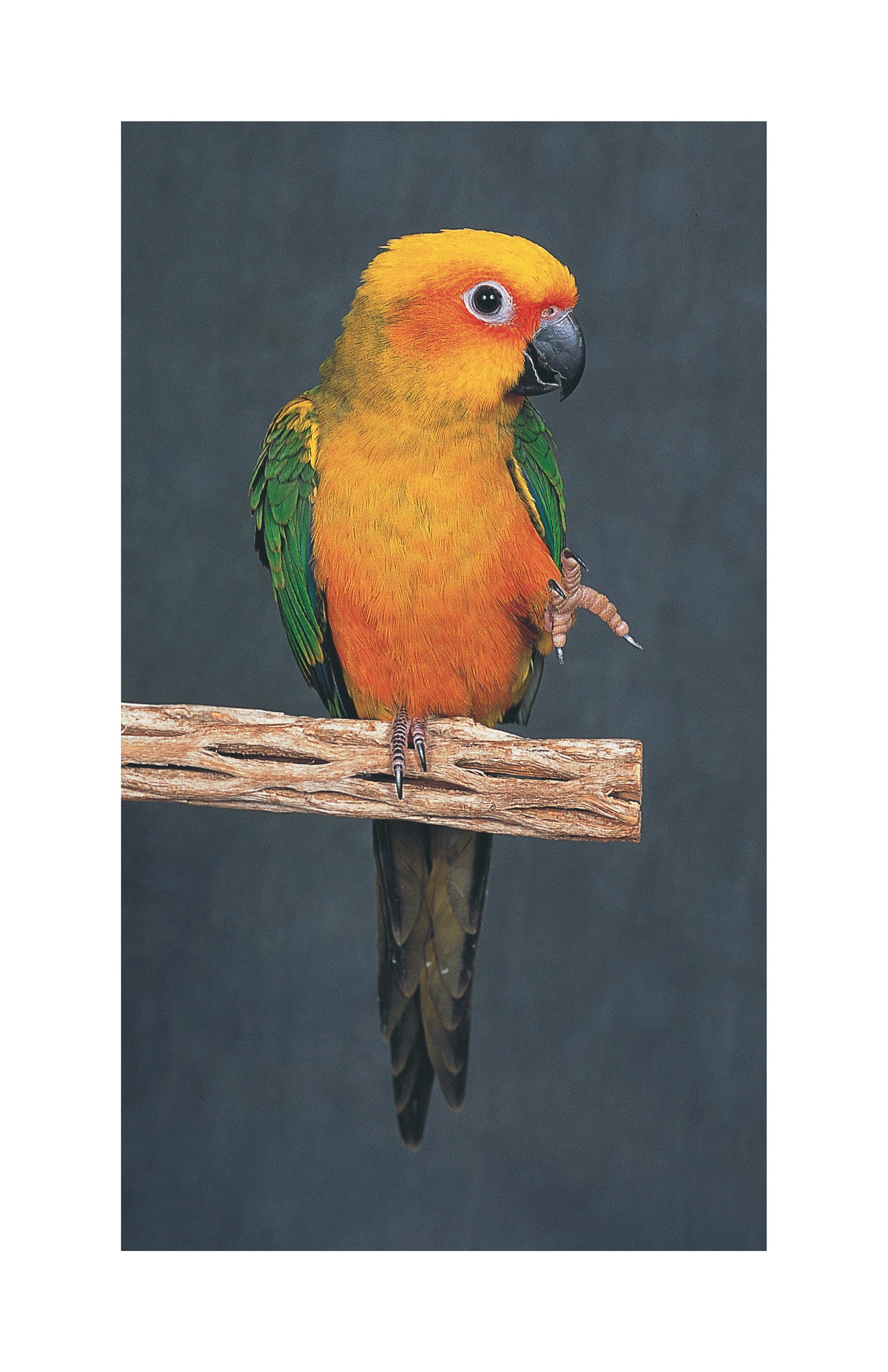 Conures