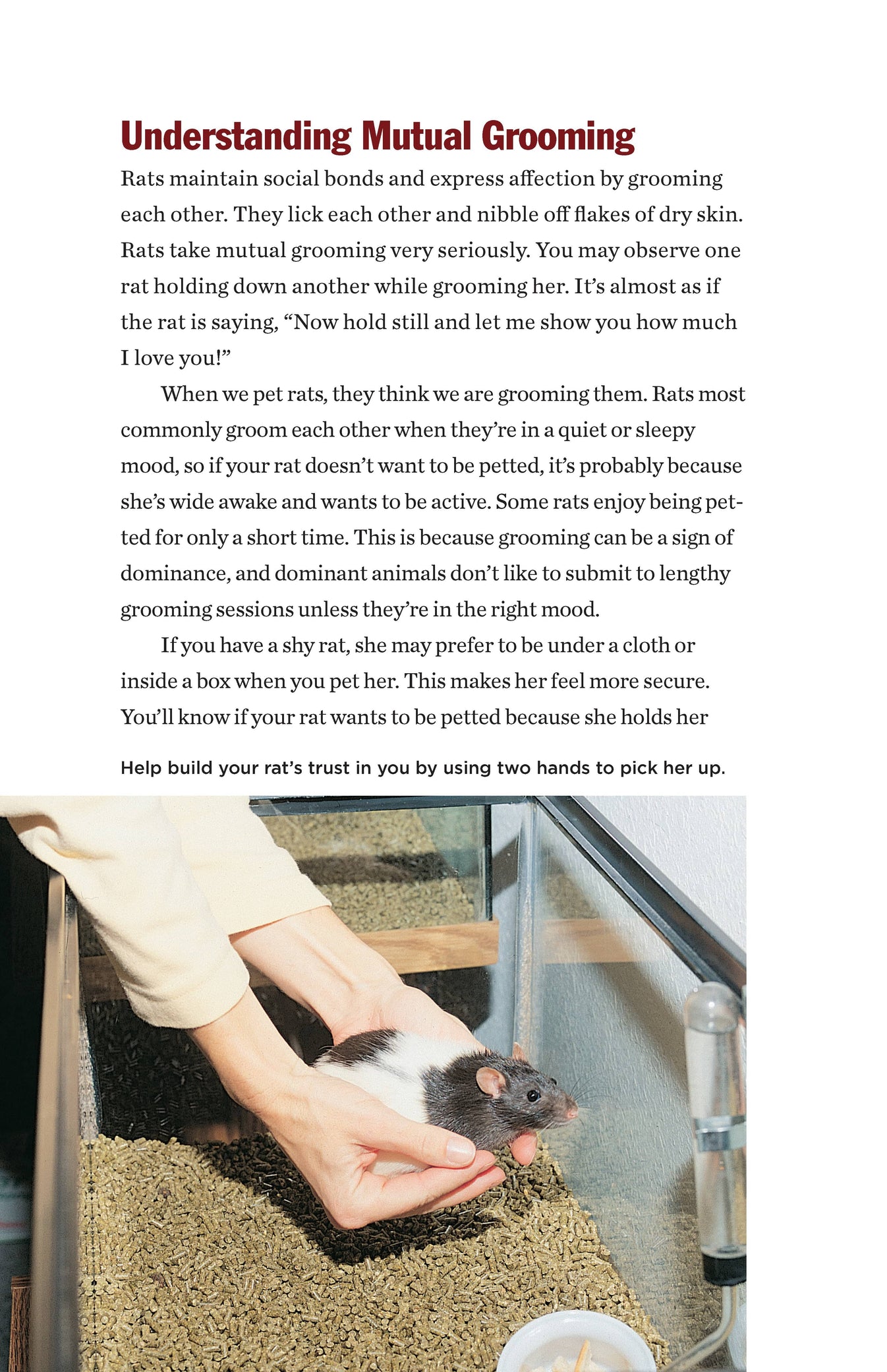 Rats | Fox Chapel Publishing Co.