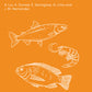 Optimum Vitamin Nutrition for More Sustainable Aquaculture