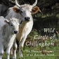 Wild Cattle of Chillingham (SC)