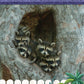 Kids' Backyard Safari: Raccoons