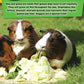 If Animals Could Talk: Guinea Pigs