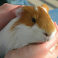 If Animals Could Talk: Guinea Pigs