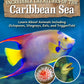 Incredible Creatures of the Caribbean Sea