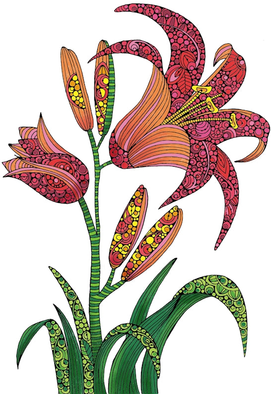 Lily, Gentle Bloom 24x36 Coloring Poster